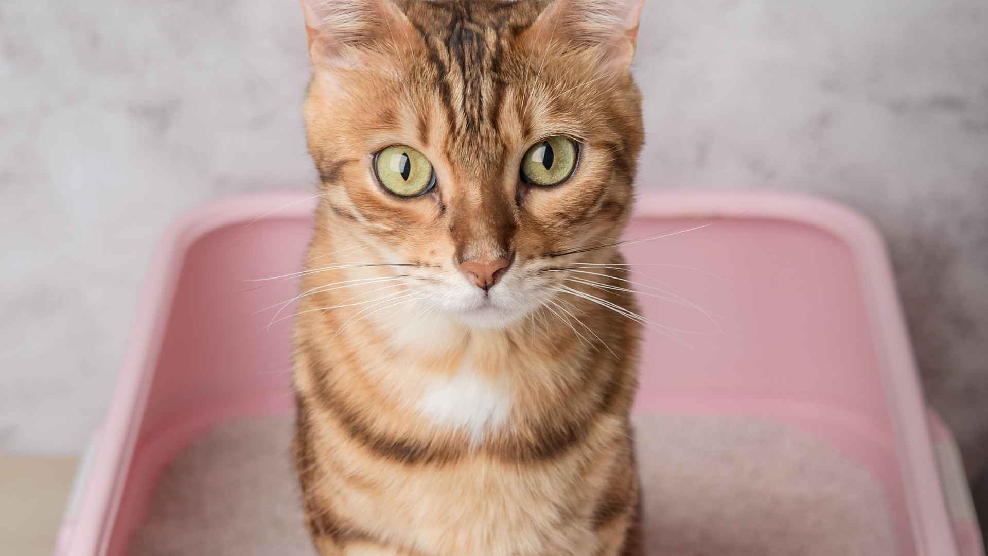 Arena de silice para gatos